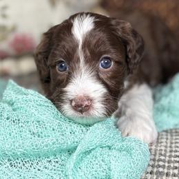 Fawn - Chocolate female Australian Labradoodle puppy in Decatur, Alabama from Southern Meadows Doodles