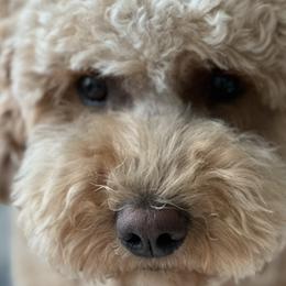 Goldendoodles from Oxfordshire Goldendoodles