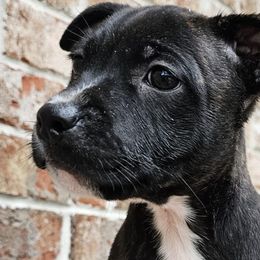 Girl 1 - Brindle Staffordshire Bull Terrier puppy in Houston, Texas from Khaleesi Kennel