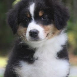 Australian Shepherd Puppies from Reinemn Kennels
