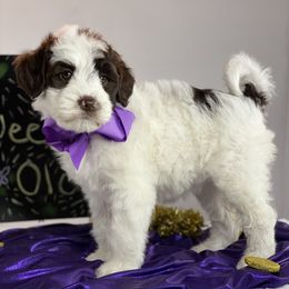 Australian Labradoodle Puppies from Happy Tails Labradoodles