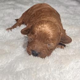 Burger King - Red male Cavapoo puppy in Kirksville, Missouri from Show Me Poodles Doodles and Cavaliers