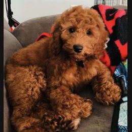 Bebe - Goldendoodle