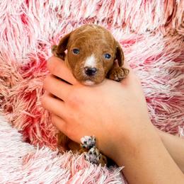 Ms Orange - Red  female Goldendoodle puppy in Kissimmee, Florida from Poodle Doodle Kennels