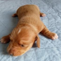 Isabella - Dapple female Dachshund puppy in Cedar Rapids, Iowa from Paulassillydogs