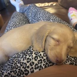 Dachshund Puppies from Doodle Bugs Doxies