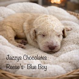 Reese - Apricot male Goldendoodle puppy in Waterford, California from Alvdoodles