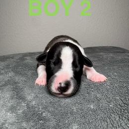 Boy 2 - Red brindle male Whippet puppy in Winter Garden, Florida from Infinity Whippets