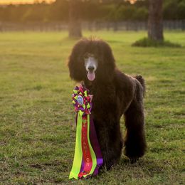 Poodles from Glowing Star Standard Poodles
