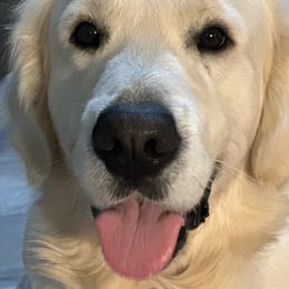 Doug - Golden Retriever