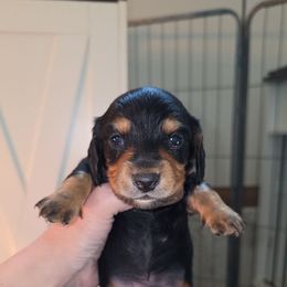 Percy - Black and tan male Dachshund puppy in West Plains, Missouri from Spring Creek Dachshunds