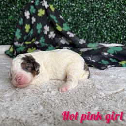Hot pink girl - Merle female Bernedoodle puppy in Modesto, California from Two Doods Doodles