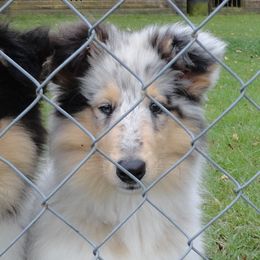 Collie Puppies from Showboat Collies