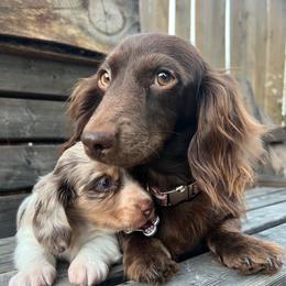 Hazel - Dachshund