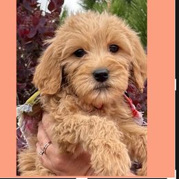 Sadie - Apricot female Goldendoodle puppy in Centralia, Missouri from Oodles Of Doodles Mo.