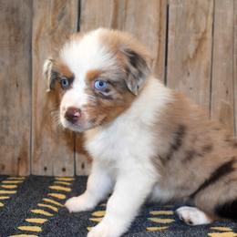 Grace - Red merle female Australian Shepherd puppy in San Tan Valley, Arizona from Mott Ranch - Blazin' Sun Aussies
