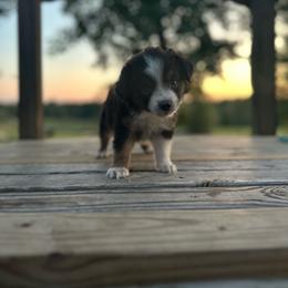 Collette - Black tri female Miniature Australian Shepherd puppy in Doddridge, Arkansas from Huddleston Farm