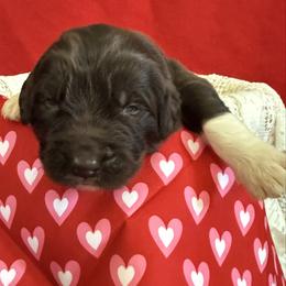 Daisy - White and brown female Newfoundland puppy in Goodhue, Minnesota from Claypits Newfoundlands