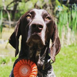 German Shorthaired Pointers and Pointers from Bishop Kennels