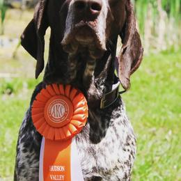 German Shorthaired Pointers and Pointers from Bishop Kennels