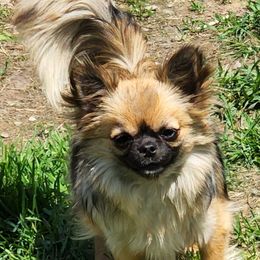Laverne - Chihuahua