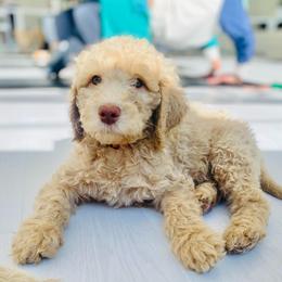 Moose (Orange Collar) - Caramel red male Labradoodle puppy in Toledo, Washington from Bigfoot Doodles