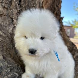 Labrador Retriever and Samoyed Puppies from Carefree Samoyeds & Deserthills Labradors
