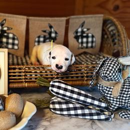 Female pick spot 2 ( out of 3 females) - White and black female Dalmatian puppy in Hawkins, Texas from Snow Dalmatians