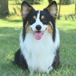 Duke - Pembroke Welsh Corgi