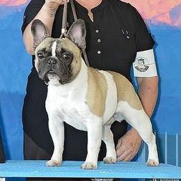 French Bulldogs from MauMaus French Bulldogs and Rottweilers