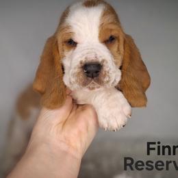 Finn - Lemon and white male Basset Hound puppy in Mack's Creek, Missouri from Mack's Creek Basset Hounds