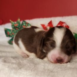 Girl 1 - Chocolate female Dachshund puppy in Lovell, Wyoming from Bernstein Doxies
