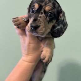 Girl 3 - Dapple female Dachshund puppy in Town Creek, Alabama from Dirt Road Dachshunds