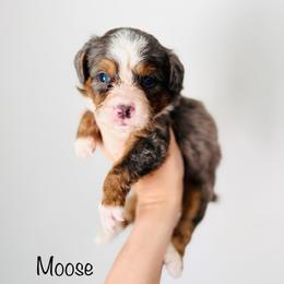 Moose - Tri-color male Bernedoodle puppy in Auburn, Indiana from Martin’s Doodles