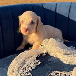 Gracie - Cream female Dachshund puppy in New Albany, Mississippi from Double A. Doxies