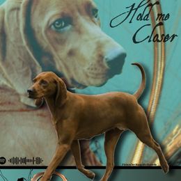 Dancer - Redbone Coonhound