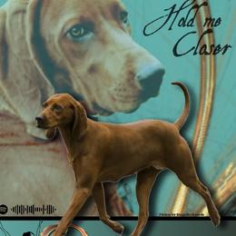 Dancer - Redbone Coonhound