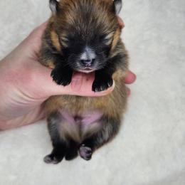 Mango - Orange sable male Pomeranian puppy in Canandaigua, New York from Fingerlakes Pomeranians