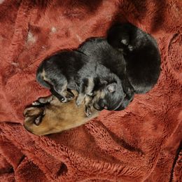 Pomeranian Puppies from Mayhew's Pomeranian Pups