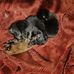 Pomeranian Puppies from Mayhew's Pomeranian Pups