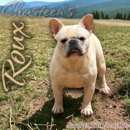 Roux - French Bulldog