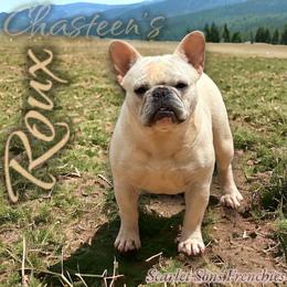 Roux - French Bulldog