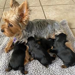 Yorkshire Terrier Puppies from R&R Yorkies of San Antonio