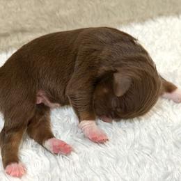 Betsy Ross - Red tri female Miniature Australian Shepherd puppy in Oakland, Maryland from Yarborough Kennels