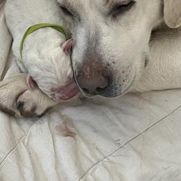 Labrador Retriever and Pembroke Welsh Corgi Puppies from Burress Family Farm and Kennels