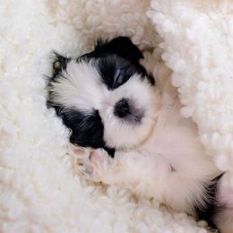 Shih Tzu Puppies from The Family Shih Tzu
