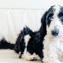 Bernedoodles and Cavalier King Charles Spaniels from Little Acorn Doodle