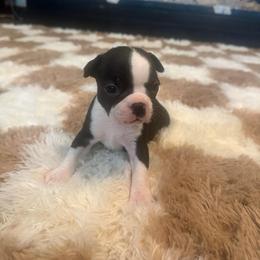 Pringle Girl 1 - Black and white female Boston Terrier puppy in Brookville, Ohio from Best Friend Bostons