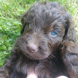 Stanley - Chocolate male Goldendoodle puppy in Lakewood, Washington from Grit City Goldendoodles