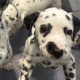 Dalmatian Puppies from Salermo’s farm